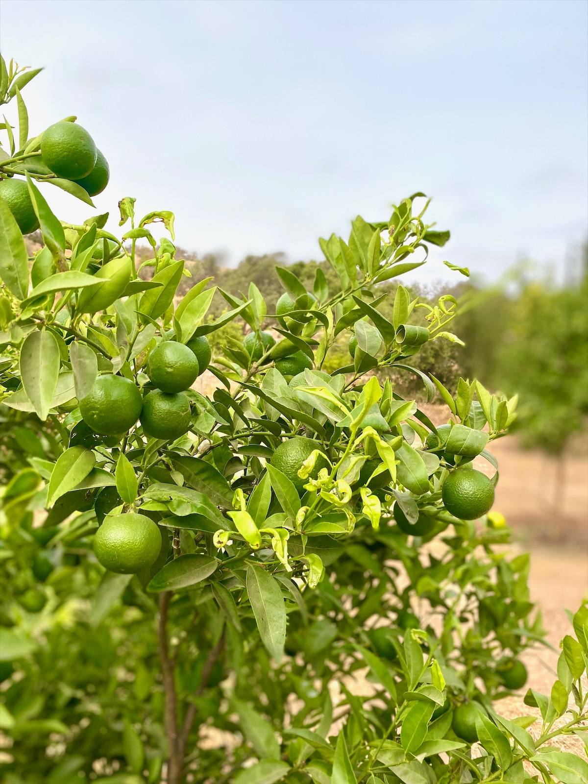 Citrons verts