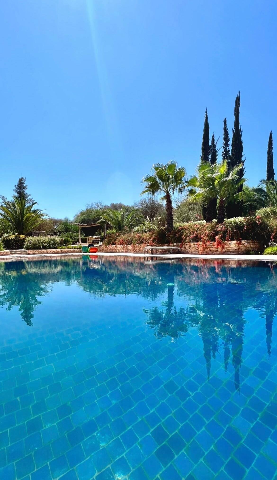 Piscine palmiers