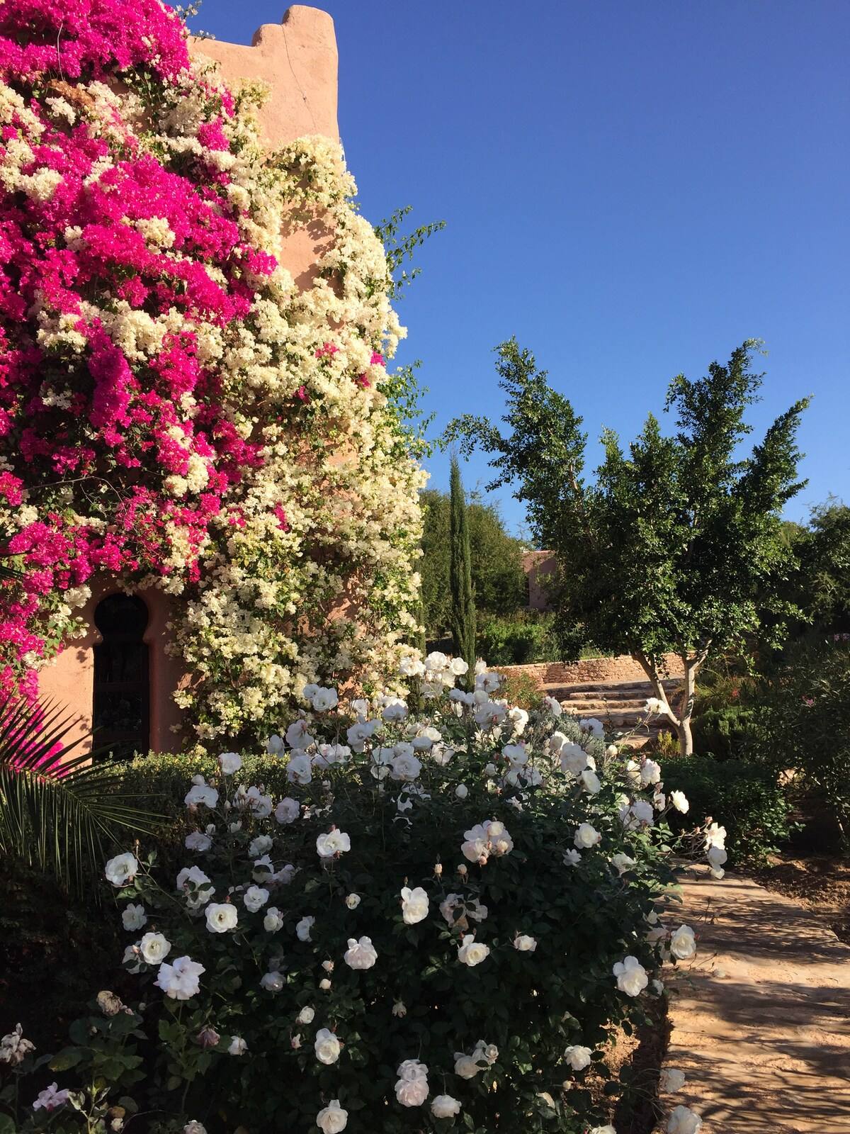 Façade bougainvilliers
