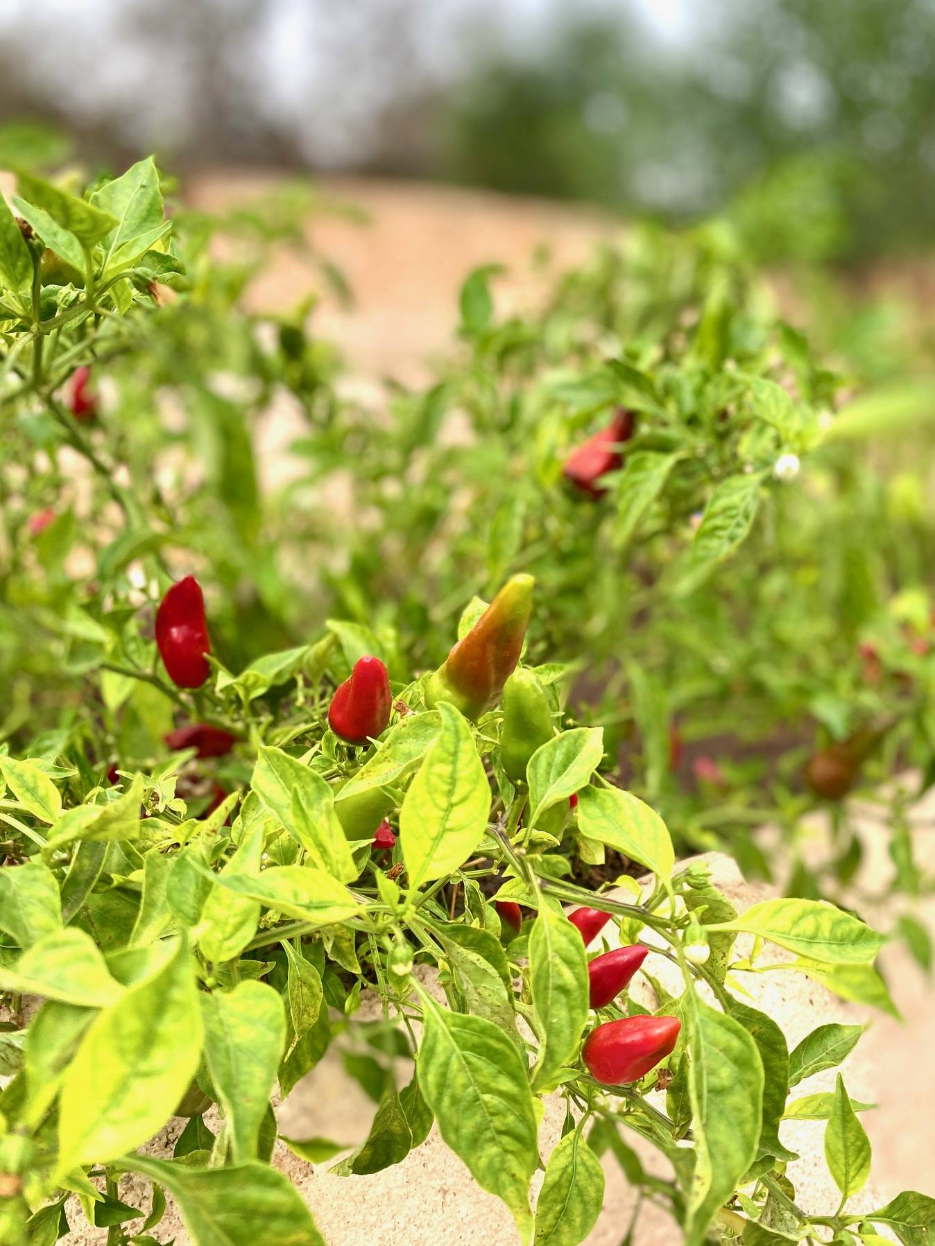 Piments rouges
