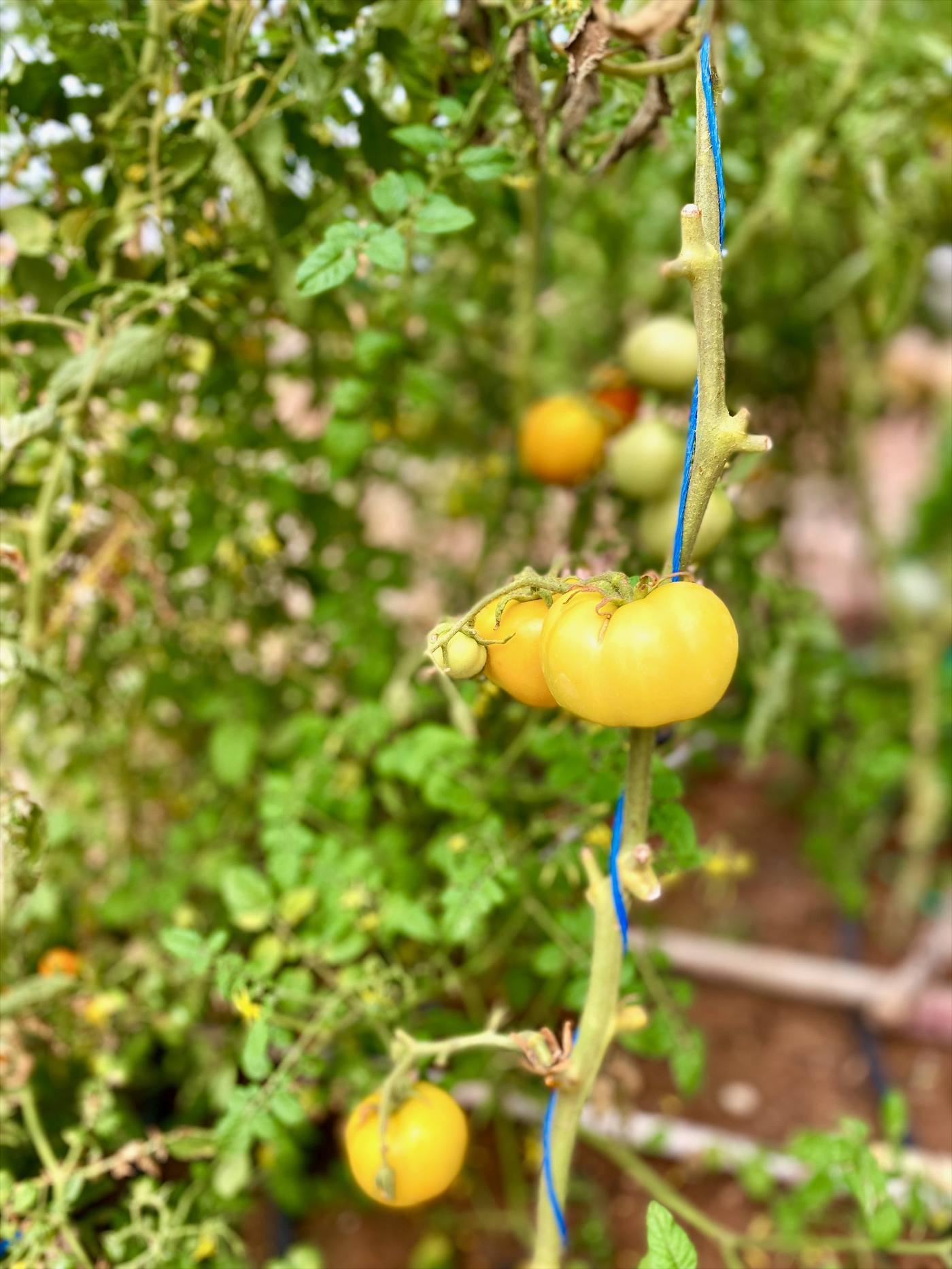 Tomates jaunes