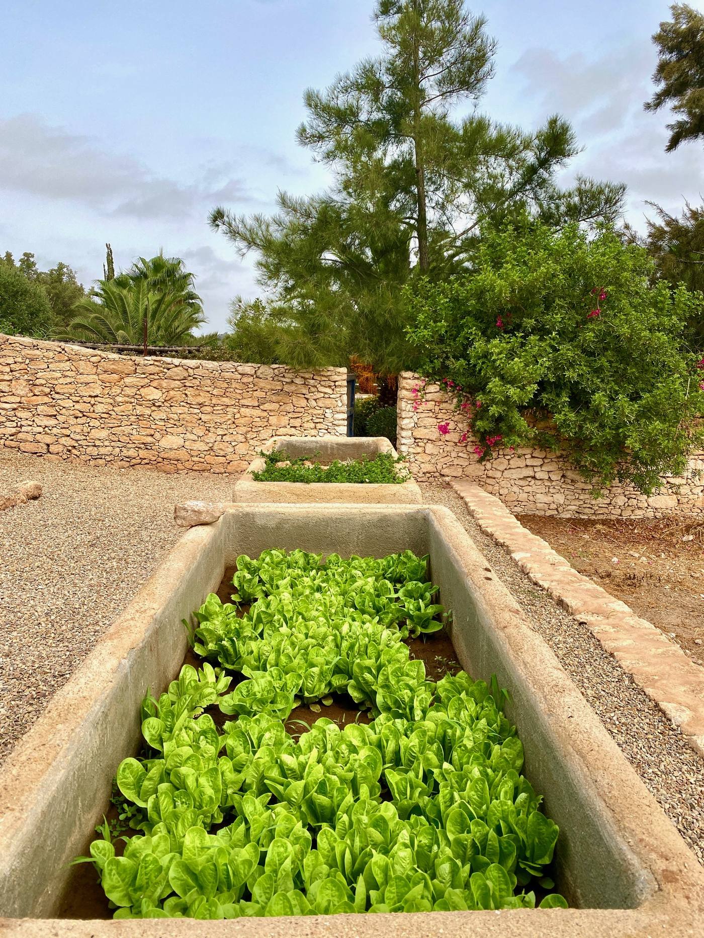 Salades dans bacs en pierre