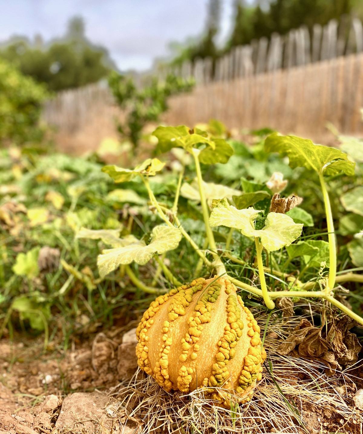 Courge sur sa plante
